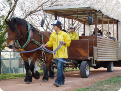 ポクポク馬車写真