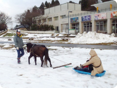 野間馬ソリ写真