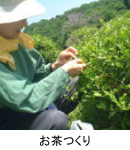 お茶つくり