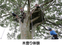 ツリークライミング体験