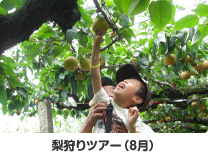 梨狩りツアー(8月)