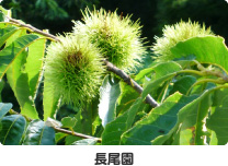長尾園