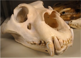 哺乳類骨
