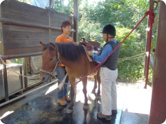 乗馬教室写真