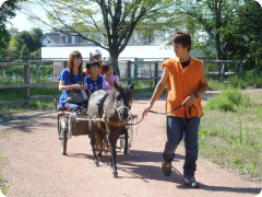 野間馬馬車写真