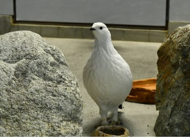 ライチョウ舎